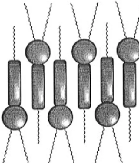 Table 1. Properties of the Investigated Monomer and Polymer Monomer 1 phase transitions a (°C) T g K/S c S c /S A b S A /I - 32 32 (22.6) 55 88 (3.6) Polymer I