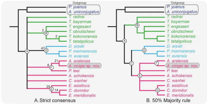 Fig 6. Phylogenetic relationships of Argyromys within Tachyoryctoididae, Spalacidae and Cricetidae s.l