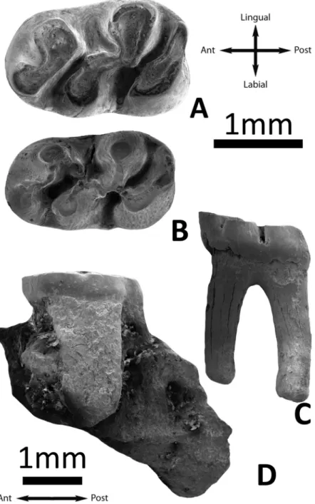 Fig 4. Argyromys cicigei sp. nov. from Ulantatal and the Valley of Lakes. A, UTL1 left m1 (IVPP V17652.1); B, UTL7 left m1 (IVPP V17653.1)
