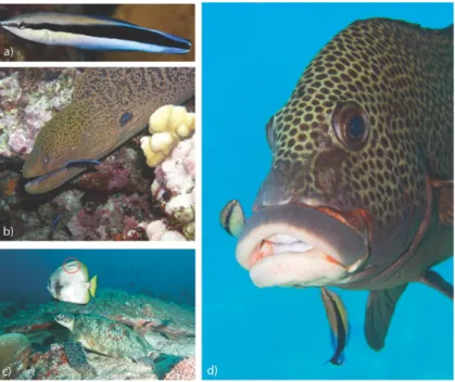 Figure 1. Images of cleaners: a) adult phase, b) juvenile phase, c) batfish and  sea  turtle  visiting  a  cleaning  station  and  d)  a  pair  of  cleaners  servicing  and  providing tactile stimulation to a harlequin sweetlips