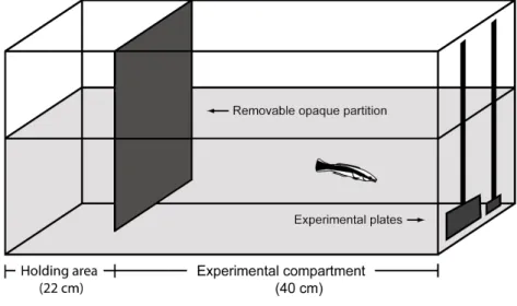 Figure  2.  Experimental  set-up  used  for  adult  cleaners.  All  three  experiments  use  a  similar  aquarium  arrangement:  a  cleaner  holding  compartment,  an  opaque  removable  partition  and  an  experimental  compartment  containing  the  remov