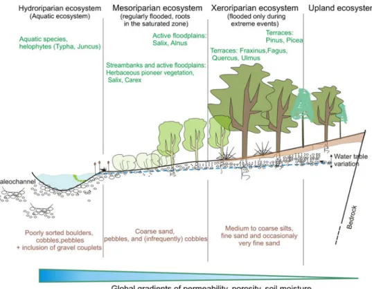 Fig. 7b). Hydraulic lift occurs in two steps: during the day, transpiration provokes a decrease of root water potentials in comparison to saturated and unsaturated parts of the ground, and the water passes from soil to roots; during the night, reduced tran