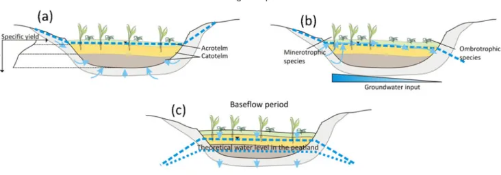 Fig. 5 a Conceptual scheme of the effect of cation-exchange capacity of peat on groundwater chemistry during the hydrological year.