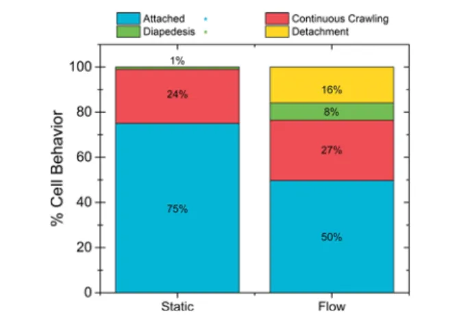 Figure 7. Macrophage behavior analysis under static and ﬂow conditions (1.5 dyn/cm 2 ) when attached to the pMLuEC layer.