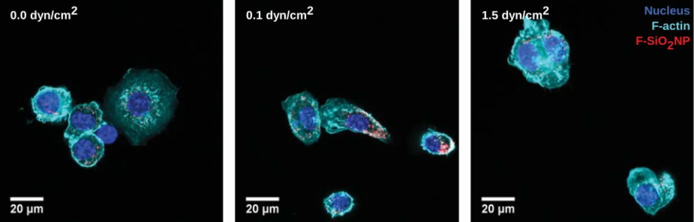 Figure S1. Laser scanning confocal microscopy images conﬁrming the internalization of NP within cells stained for actin and nuclei