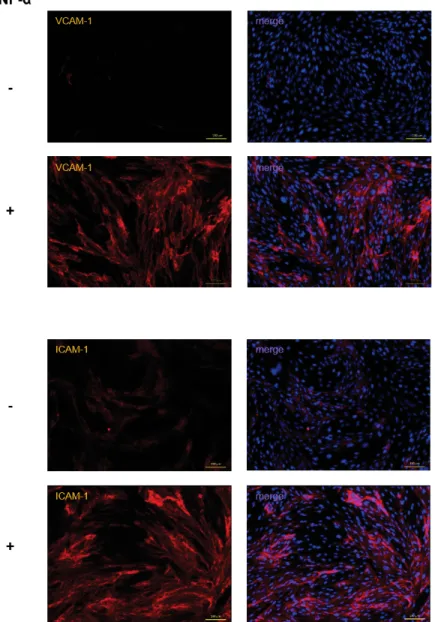Figure S2. Immunoﬂuorescence analysis of pMLuECs shows the upregulation of VCAM-1 and ICAM-1 upon TNF- stimulation