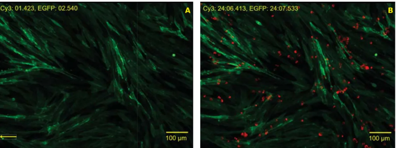 Figure S4. While J774A.1 monocytes/macrophages readily took up NP, there was no observable uptake of NP by pMLuEC
