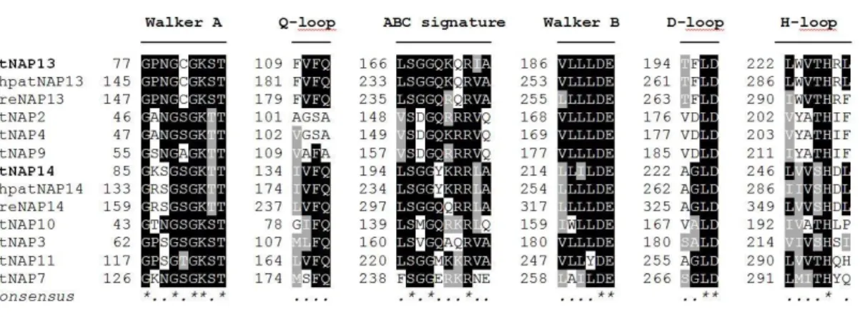 Figure 2.2 Conserved ABC motif alignment.  