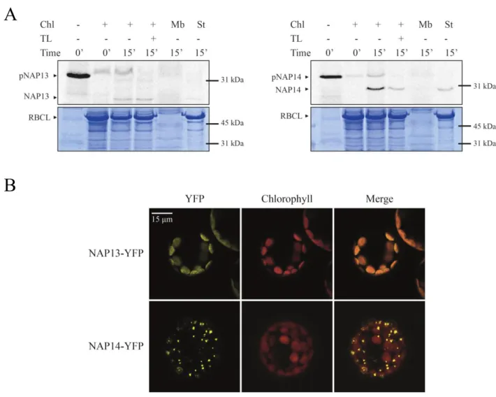 Figure 2.8 Chloroplast localization of NAP13 and -14 recombinant proteins.