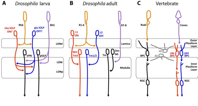 Figure 6: Comparison of the Drosophila larval visual circuit with the Drosophila adult compound  eye and the vertebrate visual circuit