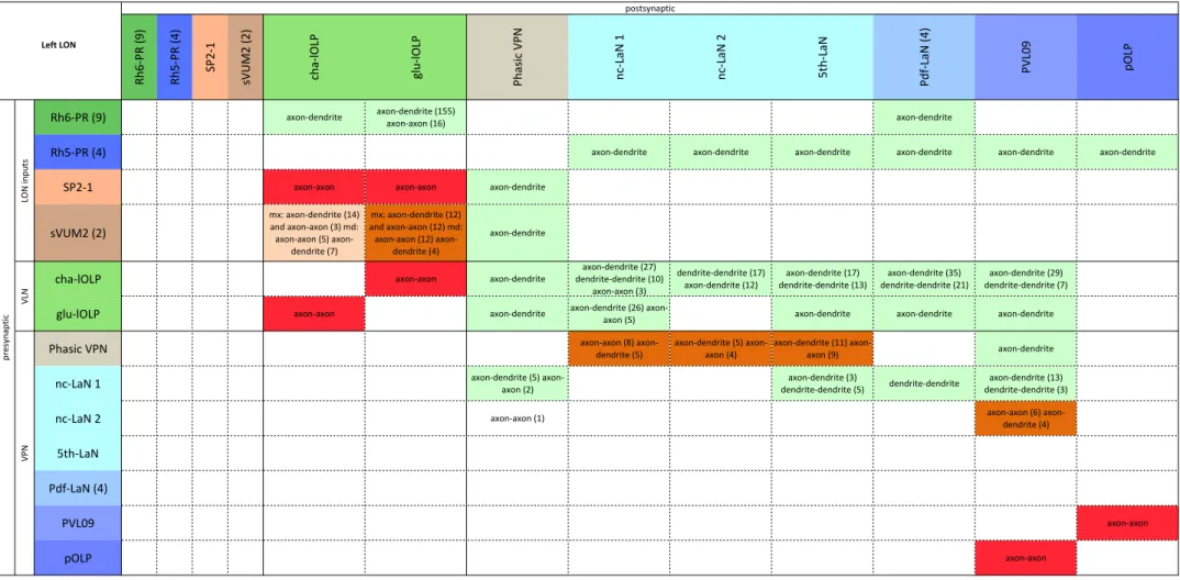 Figure 1 - figure supplement 3: Main connection types for the left LON. In brackets: number of synapses when there is more  than one type of connection (data also provided in supplement files).