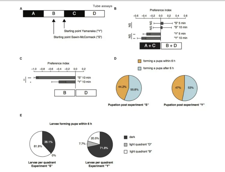 FIGURE 3 | Age-dependent decreased forward locomotion can impact on the outcome of light preference tests