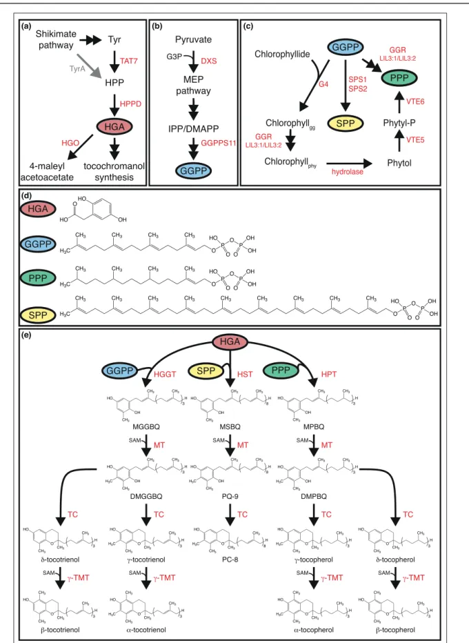 Figure 2 MEP pathway IPP/DMAPPShikimatepathwayTyrHPPTAT7HPPDTyrAPyruvateDXS(a)(b) MPBQ DMPBQ α -tocopherol β -tocopherolγ-tocopherolδ-tocopherolα-tocotrienolβ-tocotrienolγ-tocotrienolMGGBQDMGGBQTCTCδ-tocotrienolTCHPTHGGTSPPHSTPPP(e) Phytyl-PPhytolChlorophy