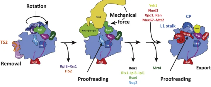 Figure 5. [408_TD$DIFF] Model of Nuclear Pre-60S Maturation Events. Simpli ﬁ ed representation of successive pre-60S intermediates that have been structurally investigated.