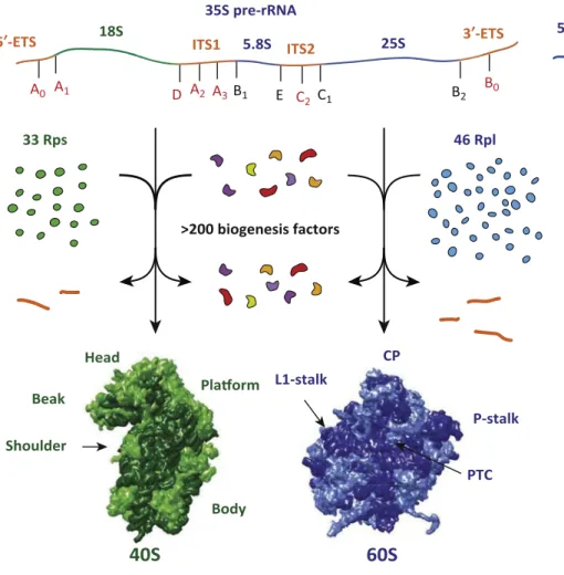 Figure 1. Schematic Representation of Ribosome Biogenesis in Saccharomyces cerevisiae