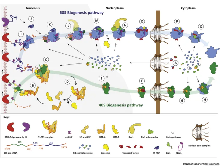 Figure 2. The majority of ribosomal proteins (r-proteins) (A) need to be transported from the cytoplasm to their assembly sites within the nucleus