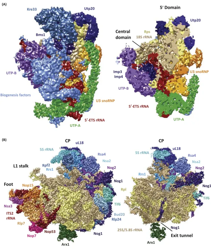 Figure 4. A Structural View of Selected Preribosomal Particles. (A) Cryoelectron microscopy (cryo-EM) structure of the 90S preribosome from Chaetomium thermophilum (EMD 8143) [27]