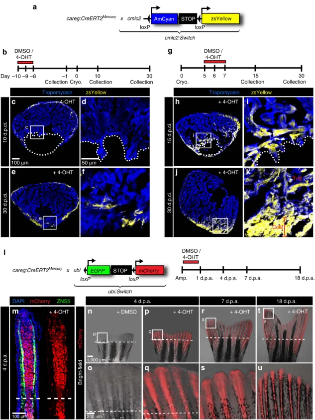 Figure 9 | careg-expressing cells contribute to the regenerating myocardium and ﬁn mesenchyme