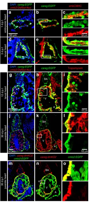 Figure 6 | careg is expressed in embryonic CMs and the outer wall of developing ventricle