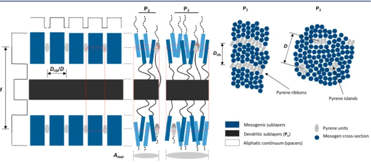 Figure 6. Postulated schematic supramolecular organization of P 2 and P 3 within the LamSmA phase; the side view (left) shows the alternation of the diﬀerent sublayers, while the top view (right) reveals the local perforations of the mesogenic outerlayers