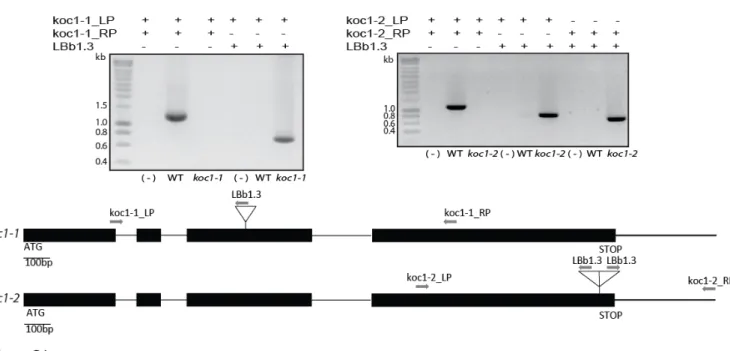 FIGURE S1. Genotyping of koc1 lines. Identification of the koc1 homozygous T-DNA insertion mutants (koc1-1  and  koc1-2) by PCR