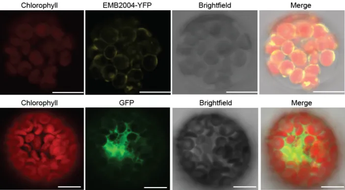 FIGURE S3. Confocal microscopy images of an isolated representative protoplast expressing EMB2004-YFP  and GFP