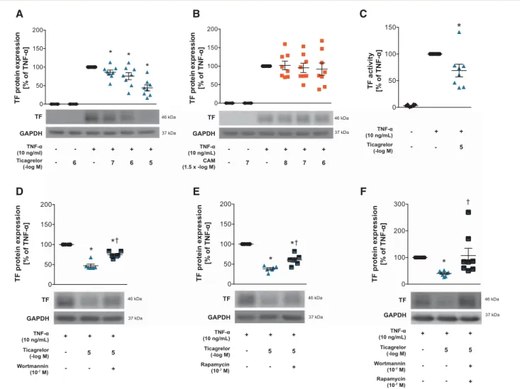 Figure 1 Effects of ticagrelor and CAM on TF expression and activity in HAECs. TF protein expression in ticagrelor-pretreated HAECs (n = 8) (A), or CAM-pretreated HAECs (n= 8) (B) 1 h before stimulation with TNF- a for 5 h