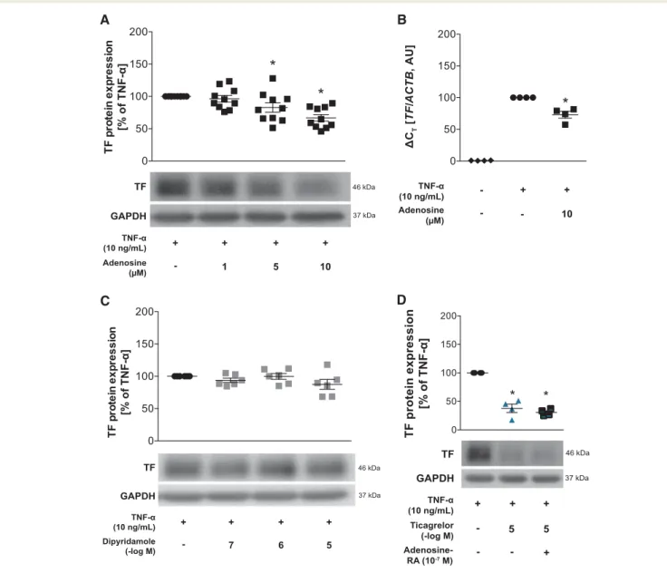 Figure 5 Effects of adenosine, dipyridamole and adenosine receptor antagonists on TF expression