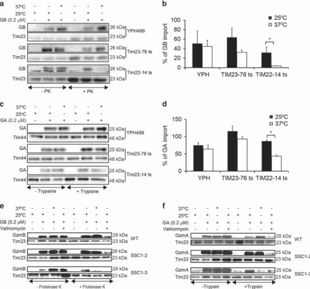 Figure 7 GB crosses the inner mitochondrial membrane in a Tim22 channel-dependent manner
