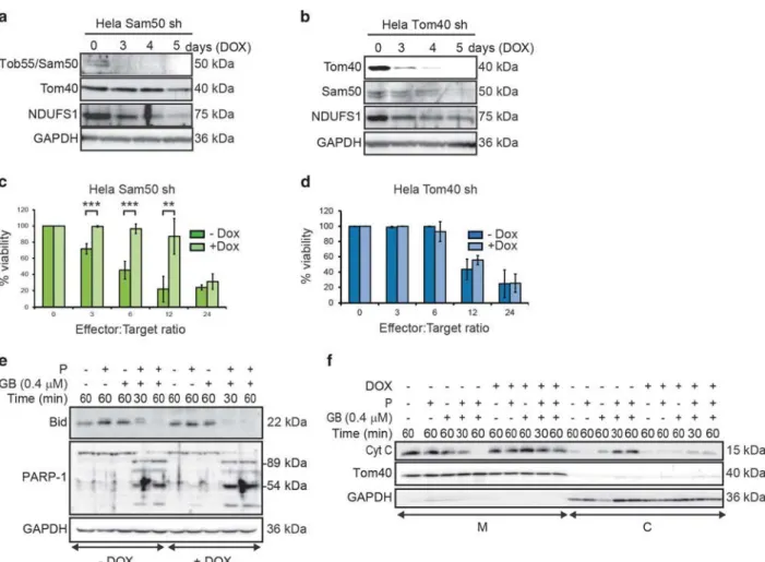 Figure 4 Tob55/Sam50-deficient cells are resistant to GB-induced cell death. Tob55/Sam50, Tom40, NDUFS1 and GAPDH protein level in HeLa cells expressing a DOX-inducible short hairpin RNA (shRNA) against Sam50 (a) or Tom40 (b) in the absence or presence of 