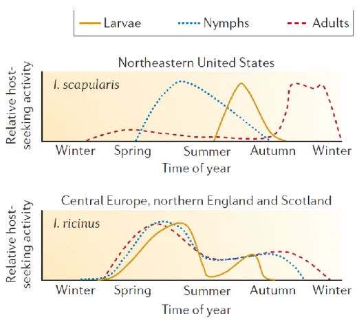 Figure 1: The relative host-seeking activity depends on the season for the three stages (larva,  nymph, and adult) of the two main tick vectors of  B