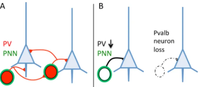 Figure 1: A.  Pvalb neurons targeting pyramidal cells (blue)  and  other  Pvalb  neurons  generally  identified  by  the  presence  of PV (red) are surrounded by perineuronal nets (PNN; green)