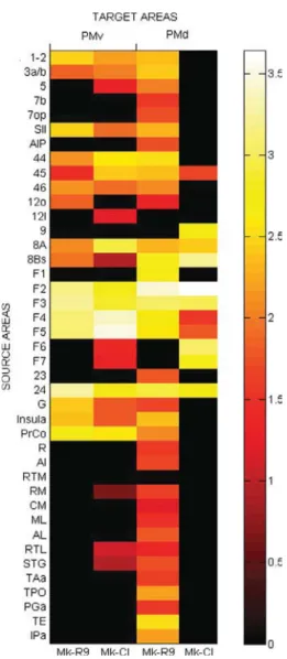 Table 3. Summary of distribution of retrogradely labeled callosal inputs to PMv Mk-R9 Mk-CI j Parietal 7.0% 3.8% Prefrontal 9.8% 11.3% Motor 78.0% 83.4% Insula 5.1% 1.2% Temporal 0% 0.3% http://doc.rero.ch