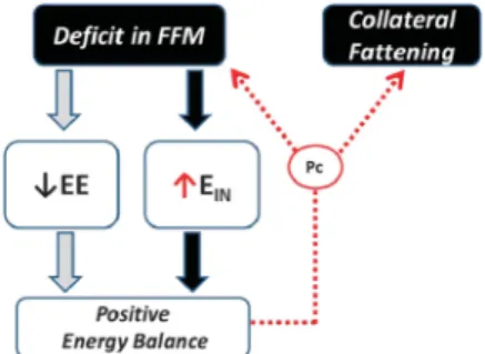 Figure 4. Concept of ‘ Collateral Fattening'. A de ﬁ cit in FFM results not only in a lower energy expenditure (EE) and hence lower energy needs for weight maintenance, but also in the activation of a feedback loop that drives energy intake (E IN ) in an a