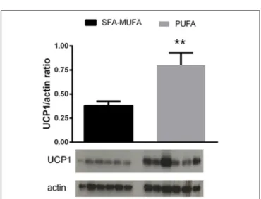 TABLE 6 | Mitochondrial respiratory capacities in liver and skeletal muscle from rats refed diet rich in saturated-monounsaturated (SFA-MUFA) or polyunsaturated (PUFA) fatty acids.