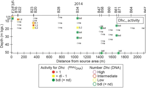Fig. 7. Dhc population size and activity in the subsurface. Given values correspond to the ratio rRNA/DNA