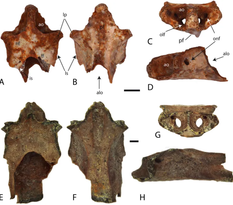 Figure 5 Palaeobatrichid sphenethmoids. (A–D) Palaeobatrachidae indet., Novaya Stanitsa 1A, GIN 948/2001-AM12; (E–H) Palaeobatrachus sp.