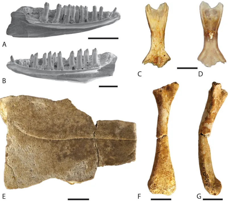Figure 8 Lizard and turtle remains from the Western Siberian localities. (A) Lacerta s.l