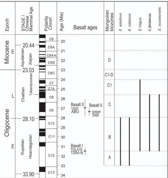 Fig. 1 Stratigraphical distributions of the species of Eucricetodon found in Mongolia.
