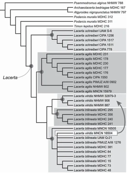 Figure 3. Strict consensus tree of 9 MPTs resulting from a constrained search forcing all specimens of Lacerta into a monophyletic clade (as conﬁrmed by phylogenetic studies based on molecular data)