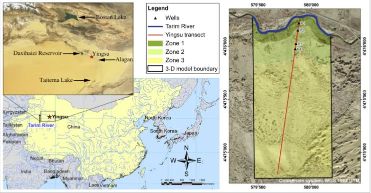 Fig. 1. The Yingsu study site on the lower Tarim River. The model outline, as well as the transect of observation wells (P1–4), and the three distinct zones of vegetation density are outlined in the satellite photo on the right hand side (available through