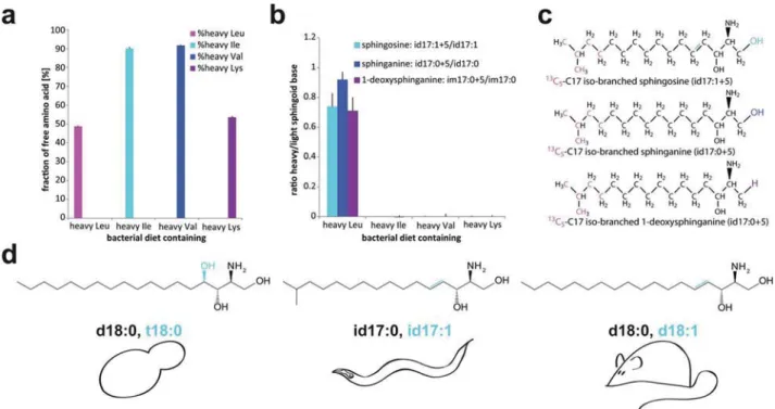 Fig. 1 The nematode C. elegans has mostly C17 iso-branched sphingoid bases. (a) Metabolic labelling of nematodes with heavy isotope leucine, isoleucine, valine, and lysine represented as percentage heavy of total free amino acid (average of n ¼ 4), error b