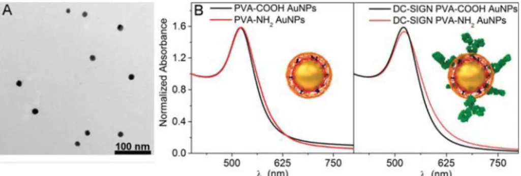Table 1. Physicochemical Characterization of the Heterofunctionalized PVA-COOH and PVA-NH 2 AuNPs