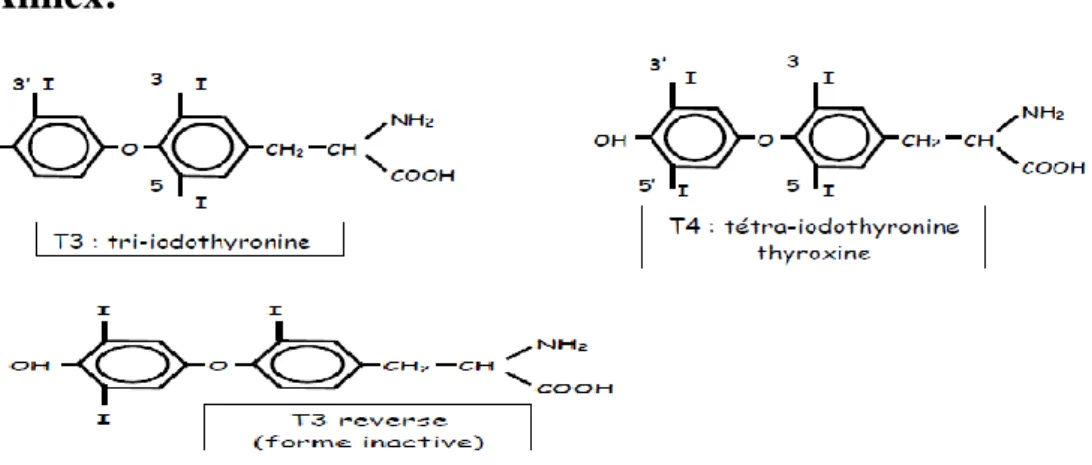 Figure 2 : Synthèse des hormones thyroidiennes. 
