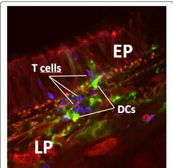 Fig. 1  Interactions of DCs and T cells in the airway mucosa visualized  by laser scanning microscopy