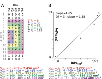 Fig. 4 Au NP aggregates and calculating their fractal dimension. (A) A TEM micrograph aggregate at 0° tilt