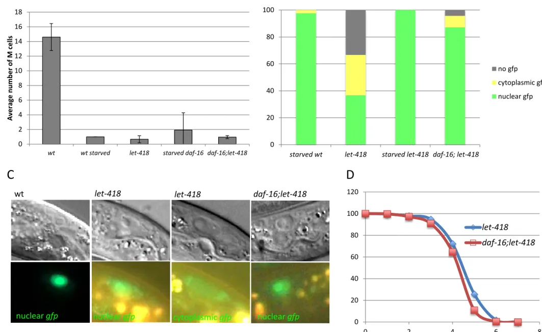 Figure S1 :  daf-16 – let-418 genetic interaction.  (A) Number of M cell descendants was scored in the indicated