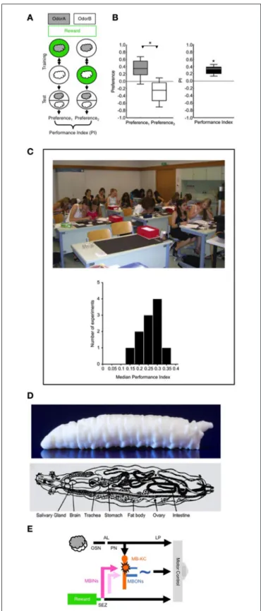 FIGURE 1 | (A) Principle of the behavioral paradigm. In a Petri-dish assay, different groups of larvae receive odor A (gray cloud) paired with a sugar reward (green circle), alternated with presentations of another odor B (white cloud) without a reward (A+