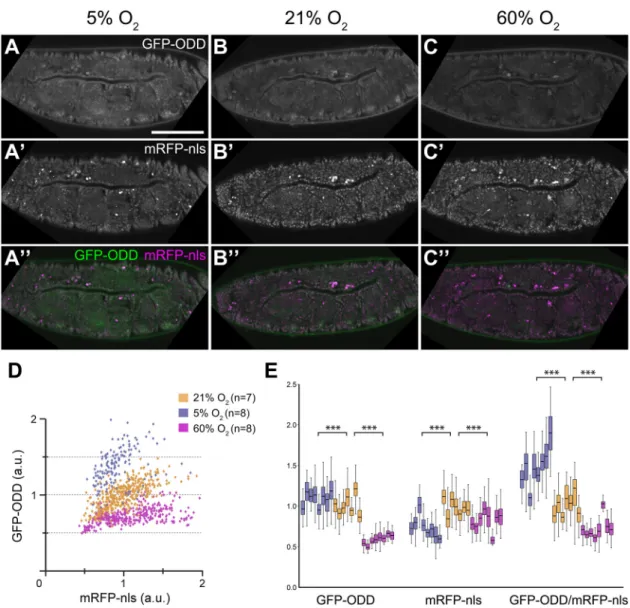 Fig. 2. GFP-ODD responds to changes in ambient O 2 concentrations. Embryos incubated at three different O 2 concentrations show decreasing levels of GFP- GFP-ODD fluorescence with the highest levels under hypoxia (5% O 2 ; A), lower levels under normoxia (