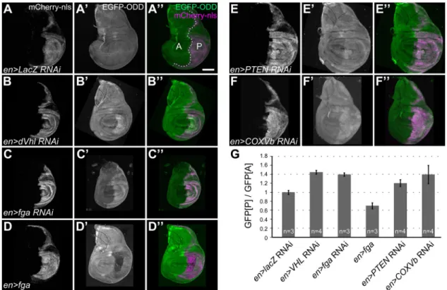 Fig. 3. GFP-ODD responds to modulation of HIF pathway components. Levels of GFP-ODD fluorescence (green) were analysed in wing imaginal discs of third-instar larvae, in which regulators of the hypoxia response were either depleted by RNAi or overexpressed 